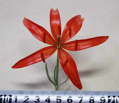单株花径大小
